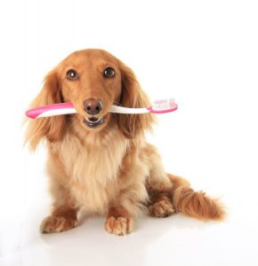 gebitmaand hond tandenborstel