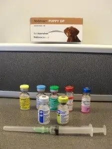 hond vaccinaties