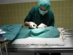 sterilisatie kat